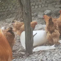 تخم مرغ برهما|حیوانات مزرعه|گرگان, |دیوار