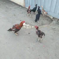 ۷ عدد مرغ و خروس لاری توعکس معلومه حضوری هم بیا|حیوانات مزرعه|ویسیان, |دیوار