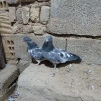 نروماده دهنجور|پرنده|کبودرآهنگ, |دیوار