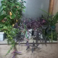 گل اپارتمانی|گل و گیاه طبیعی|قم, پردیسان|دیوار