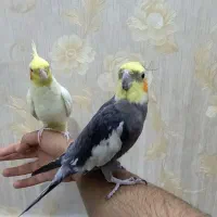 عروس هلندی جفت سخنگو