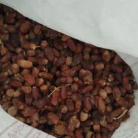 خرما ضایعاتی عمده