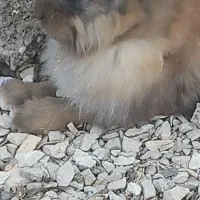 دوعدد خرگوش لوپ|موش و خرگوش|اندیمشک, |دیوار