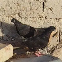 جوجه زاغ کشیده فقط ۶۰۰