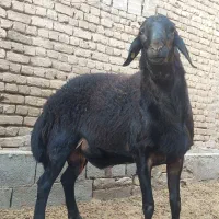 گوسفند نر جوان