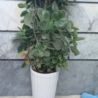 گل قاشق|گل و گیاه طبیعی|زنجان, |دیوار