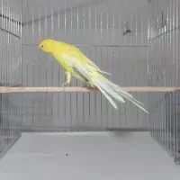 قناری رسمی بلند خونگی|پرنده|یزد, |دیوار