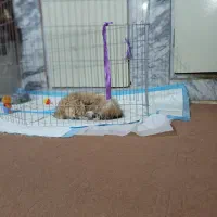 فروش پامر شیتزو.|سگ|مشهد, فاطمیه|دیوار