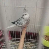 عروس هلندی ماده