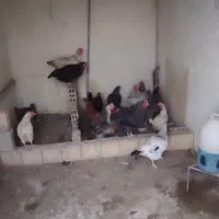 خروس بومی ده ماهه ۶عدد