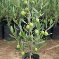 نهال زیتون با ارسال رایگان و پرداخت پس از تحویل