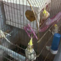 5 عدد عروس هلندی 3عدد جوجه 2ساله 2عدنرم و ماده