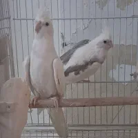 جفت کارداده آلبینو و تک خال