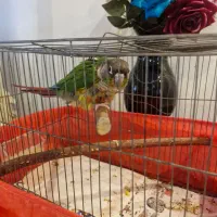 یک جفت گرینچیک|پرنده|تهران, منیریه|دیوار