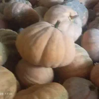 کدو انجیری درجه یک به صورت کلی و جزئی بسیار خوشمزه|خوردنی و آشامیدنی|آستانه اشرفیه, |دیوار