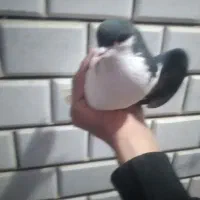 فروش کبوتر