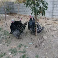 بوقلمون نرو ماده|حیوانات مزرعه|یزد, |دیوار