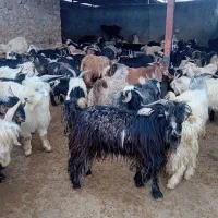 ۱۰۰راس‌بزغاله‌چاق‌کشتاری