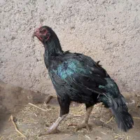 مرغ خروس لاری|حیوانات مزرعه|قزوین, |دیوار