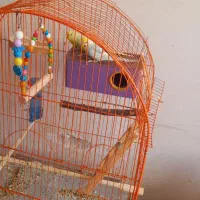 مرغ‌عشق|پرنده|بانه, |دیوار