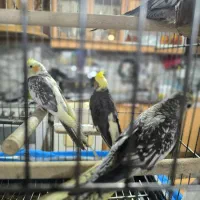 عروس هلندی|پرنده|اصفهان, محمودیه|دیوار