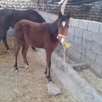 مادیون|اسب و تجهیزات اسبسواری|چگنی, |دیوار