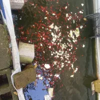 ماهی قرمز شب عید عمده|ماهی|کیش, |دیوار