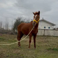 فروش مادیان آبستن|اسب و تجهیزات اسبسواری|رشت, حومه رشت|دیوار