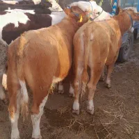 انواع گوساله هلشتان و سمینتال