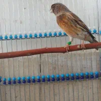 سهره گلبسرقناری