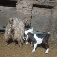 بزدوقلو زا لون سالم وشیرا|حیوانات مزرعه|بروجرد, |دیوار