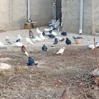 فروش ۳۰ عدد کبوتر پرش بالا در همه رنگ|پرنده|ارومیه, |دیوار