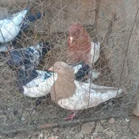 کبوتر سینه ای|پرنده|داران, |دیوار