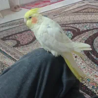 عروس هلندی ماده دستی|پرنده|اصفهان, بوزان|دیوار