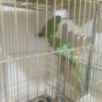 یک جفت  طوطی|پرنده|بیرجند, |دیوار