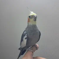 عروس هلندی|پرنده|مشهد, رضاییه|دیوار