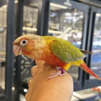 گرینچیک سرلاکی و دون خور|پرنده|مشهد, آبکوه|دیوار