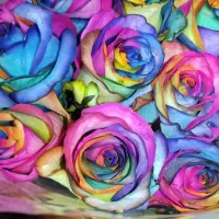 رز عمده از ۴۰۰ تا ۱/۲۰۰ بستگی ب قد و سرگل