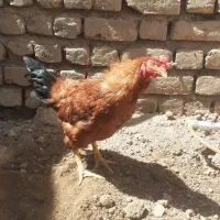 خروس و مرغ بومی