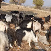 بز چاق هیکلی