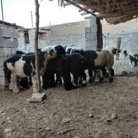 بره نر  فروشی|حیوانات مزرعه|گتوند, |دیوار