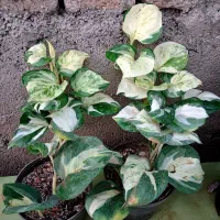 گلفروشی پرنده بهشتی|گل و گیاه طبیعی|خان ببین, |دیوار