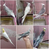 عروس هلندی نر