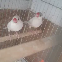 یک جفت فنج نرگسی ایزابل نروماده