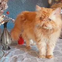 گربه پرشین نر رنگ گارفیلدی|گربه|رشت, پل تالشان|دیوار