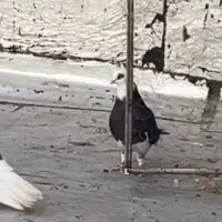 کفترشازده سیاه