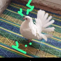 کبوتر دمچتری جوجه و بالغ. نرو ماده|پرنده|بابلسر, |دیوار