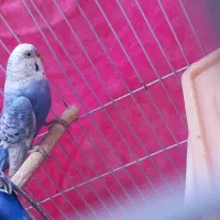 مرغ عشق|پرنده|دهدشت, |دیوار