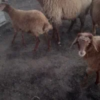 اصلاندوز  مغان|حیوانات مزرعه|بران, |دیوار