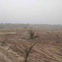 نخل|گل و گیاه طبیعی|آبپخش, |دیوار